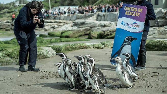 Regresaron al mar 10 pingüinos de Magallanes rescatados